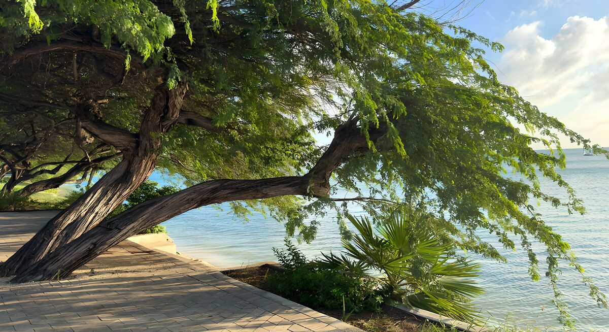 Leaning tree beside a sunlit sea