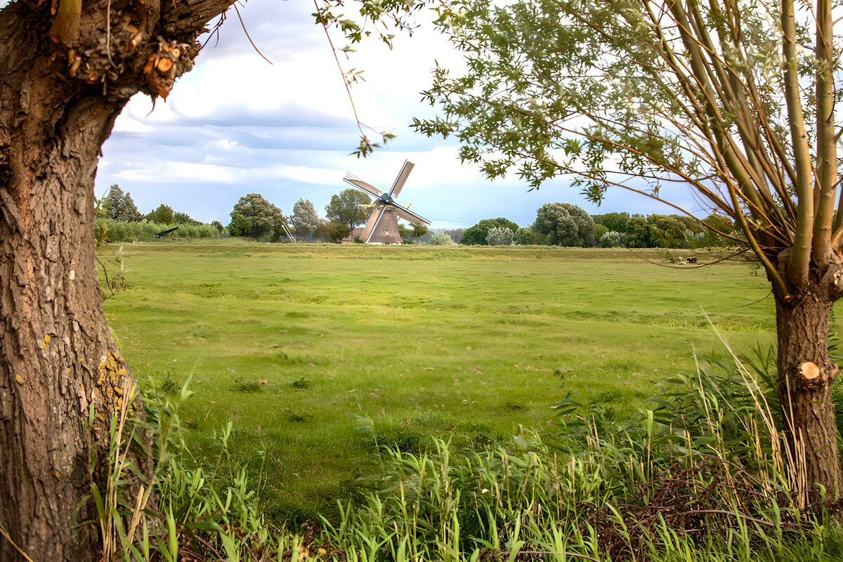 A windmill held in a leafy hush