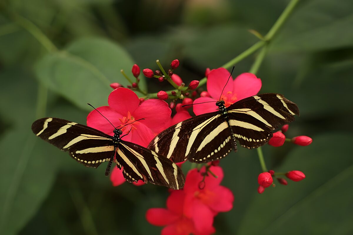 Two butterflies resting on pink-red flowers