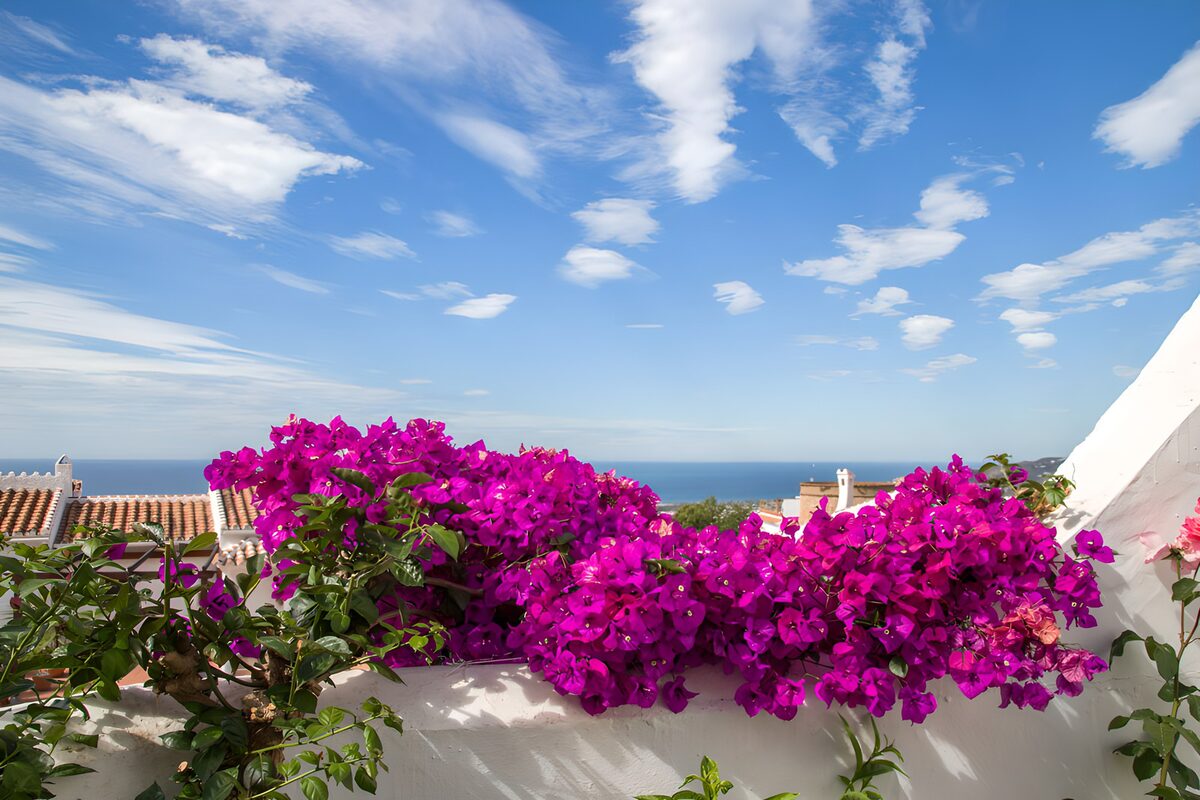 Bougainvillea on a sunlit terrace