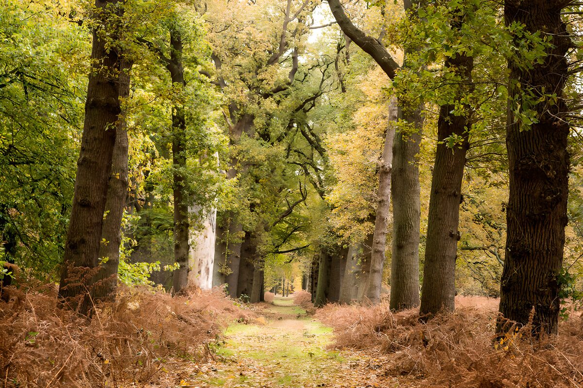 A quiet avenue of autumn trees