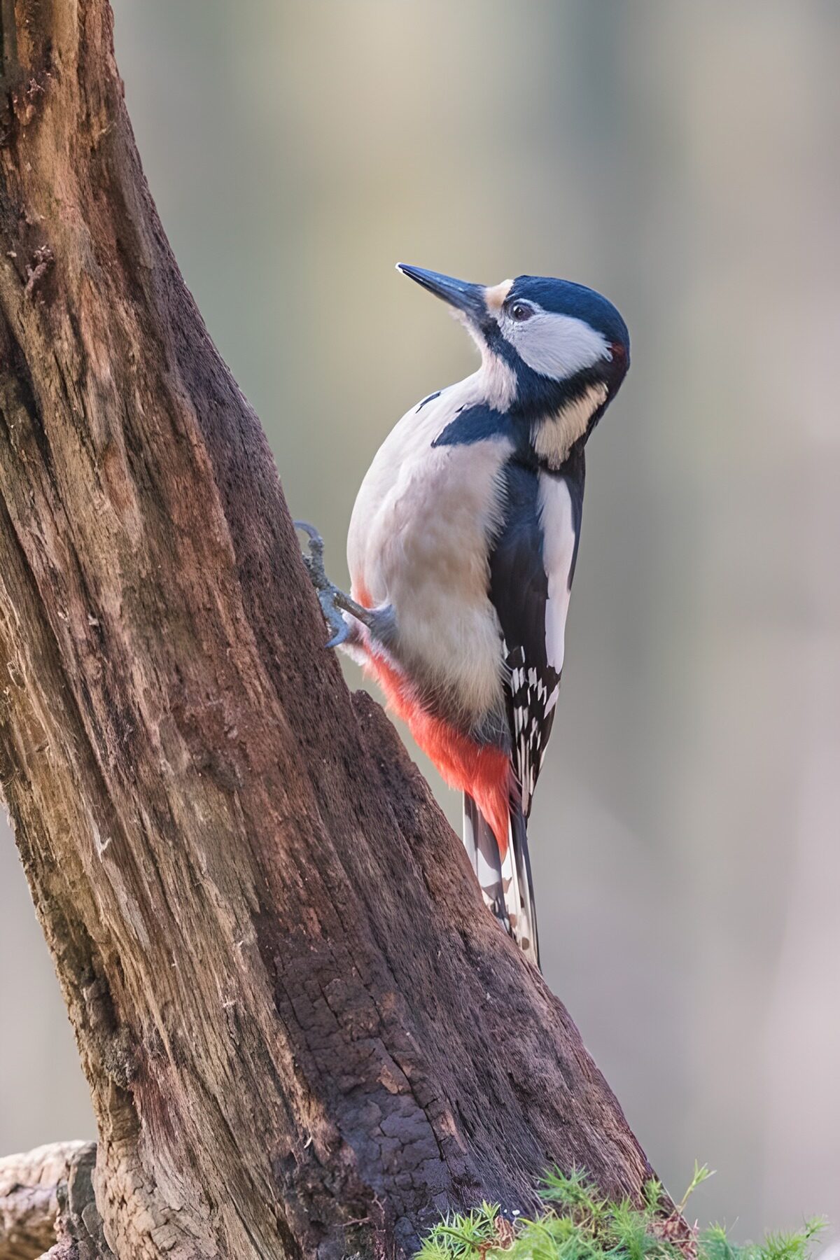 Great spotted woodpecker keeping watch