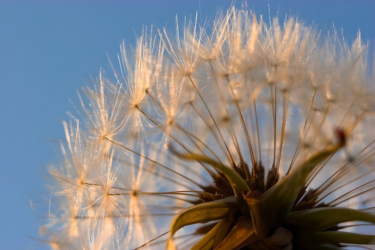 Dandelion seeds in golden light