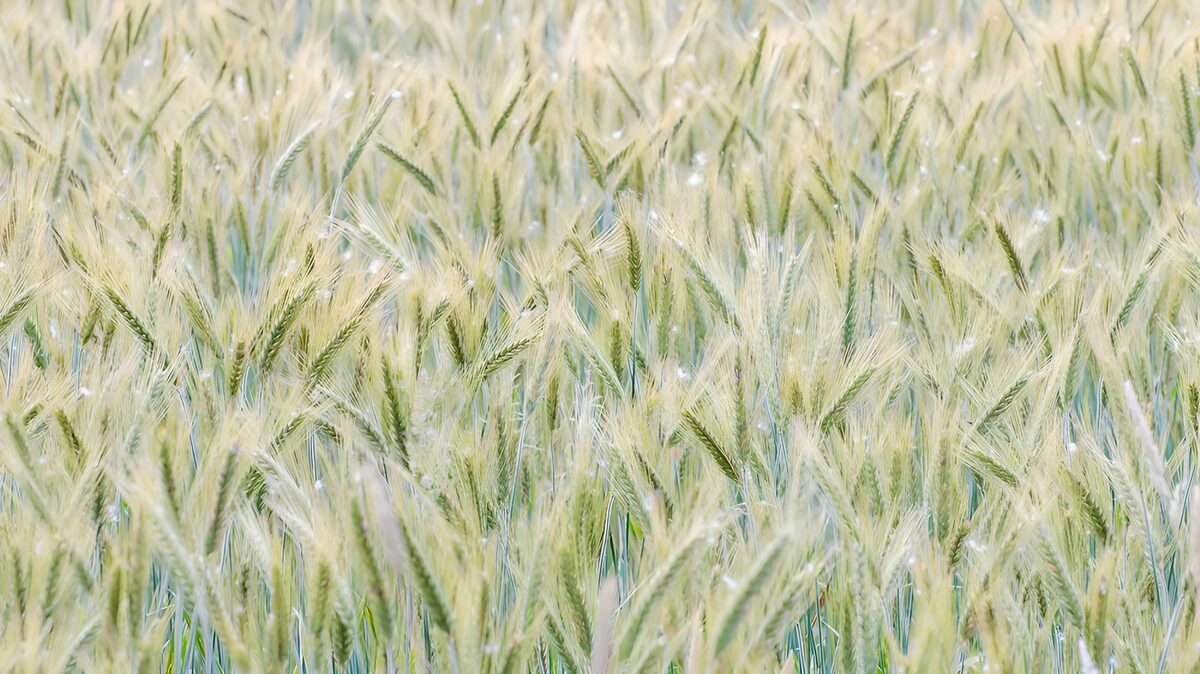 Green and golden grain in soft daylight
