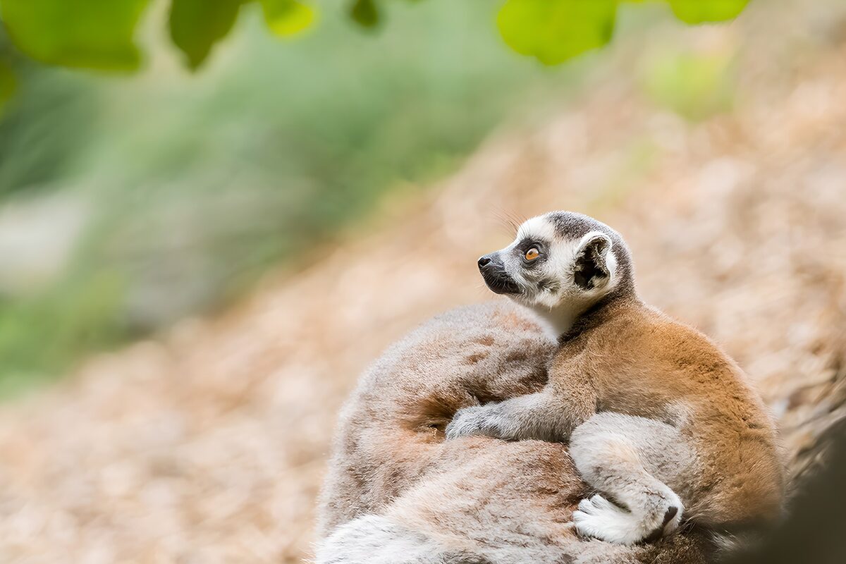Two ring-tailed lemurs nestled together