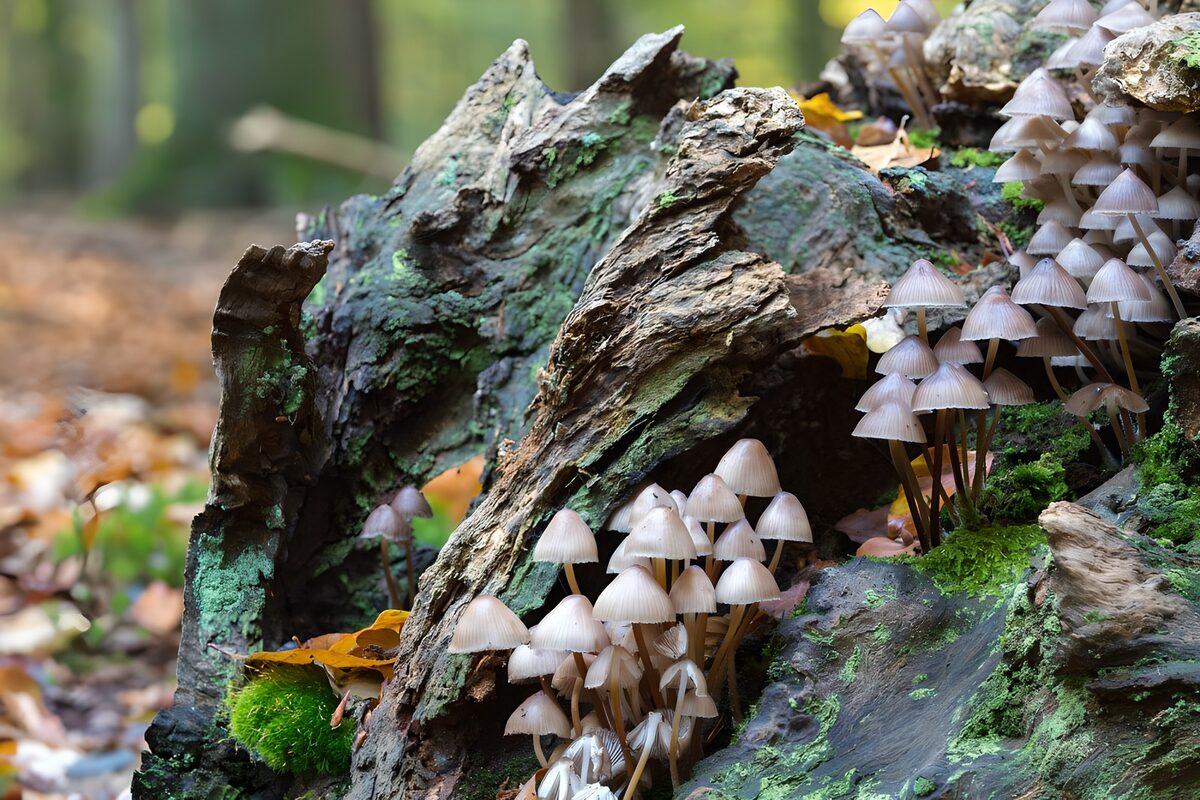 Pale mushrooms on a mossy autumn trunk