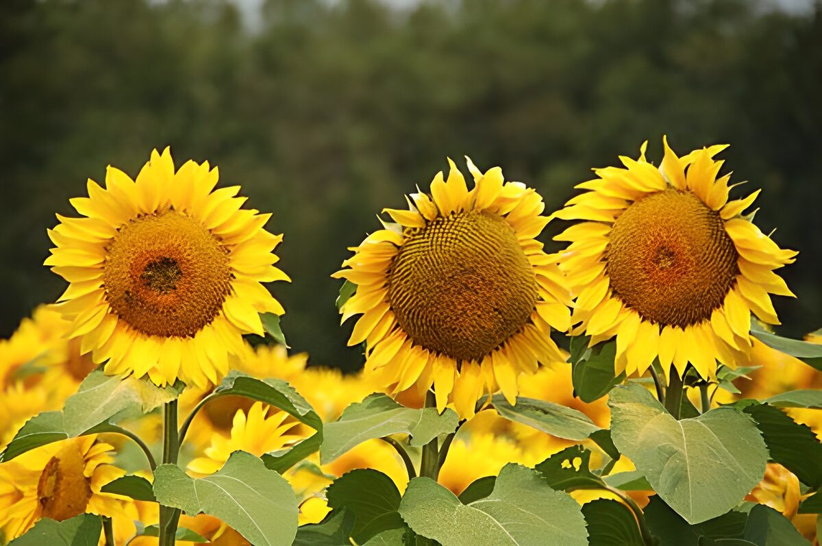 Three sunflowers in warm daylight