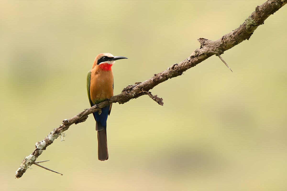 A watchful bee-eater on a rough branch