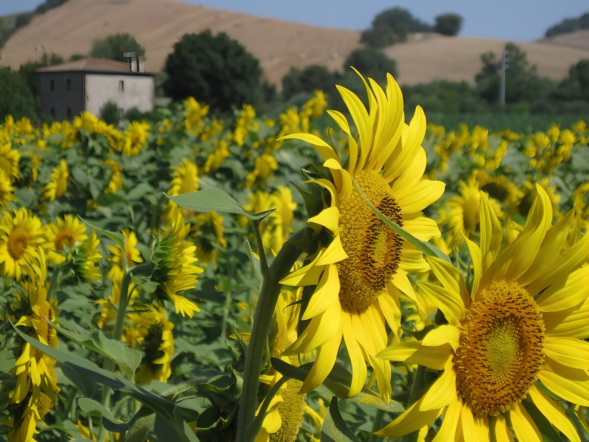 Sunflower field in the summer sun