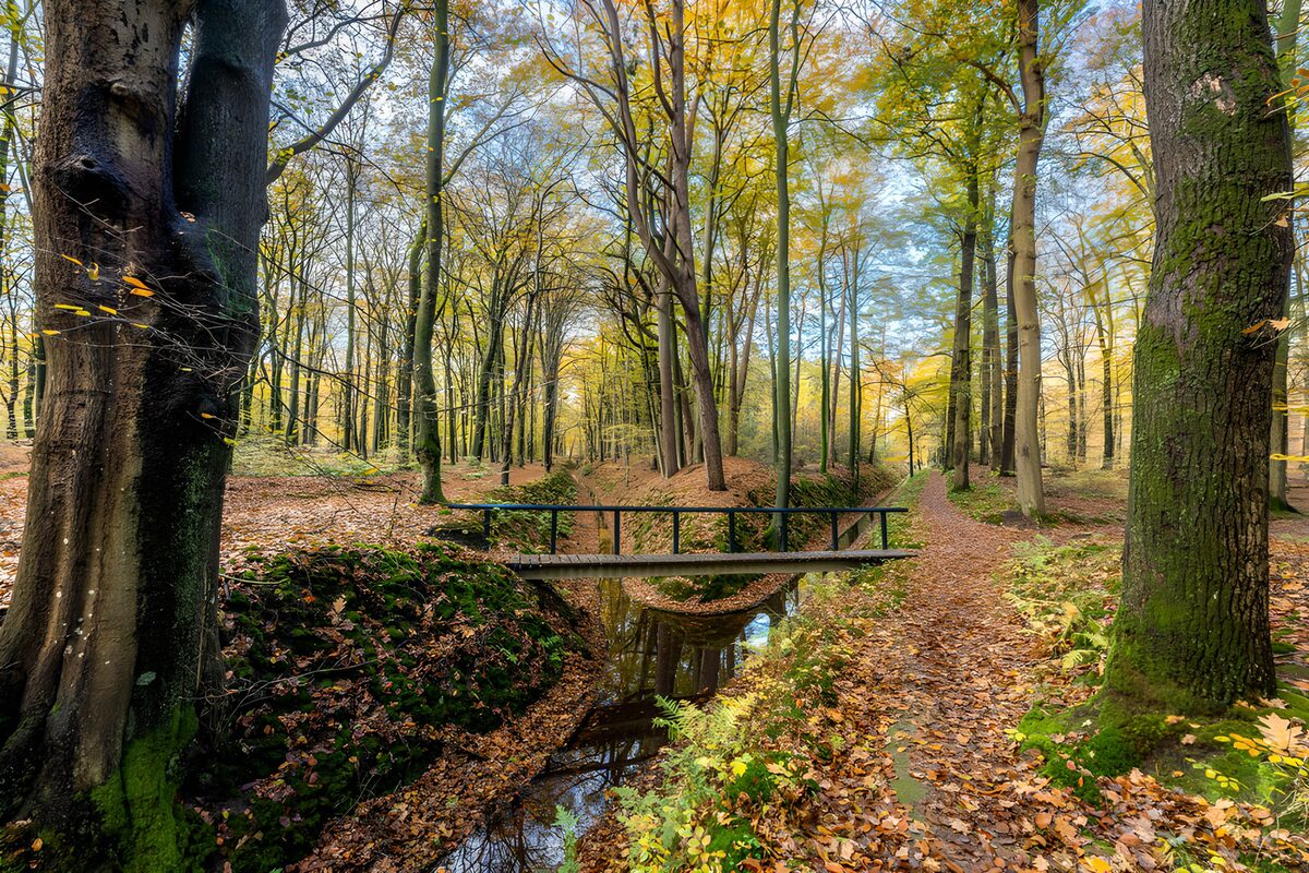 Autumn footbridge over quiet water