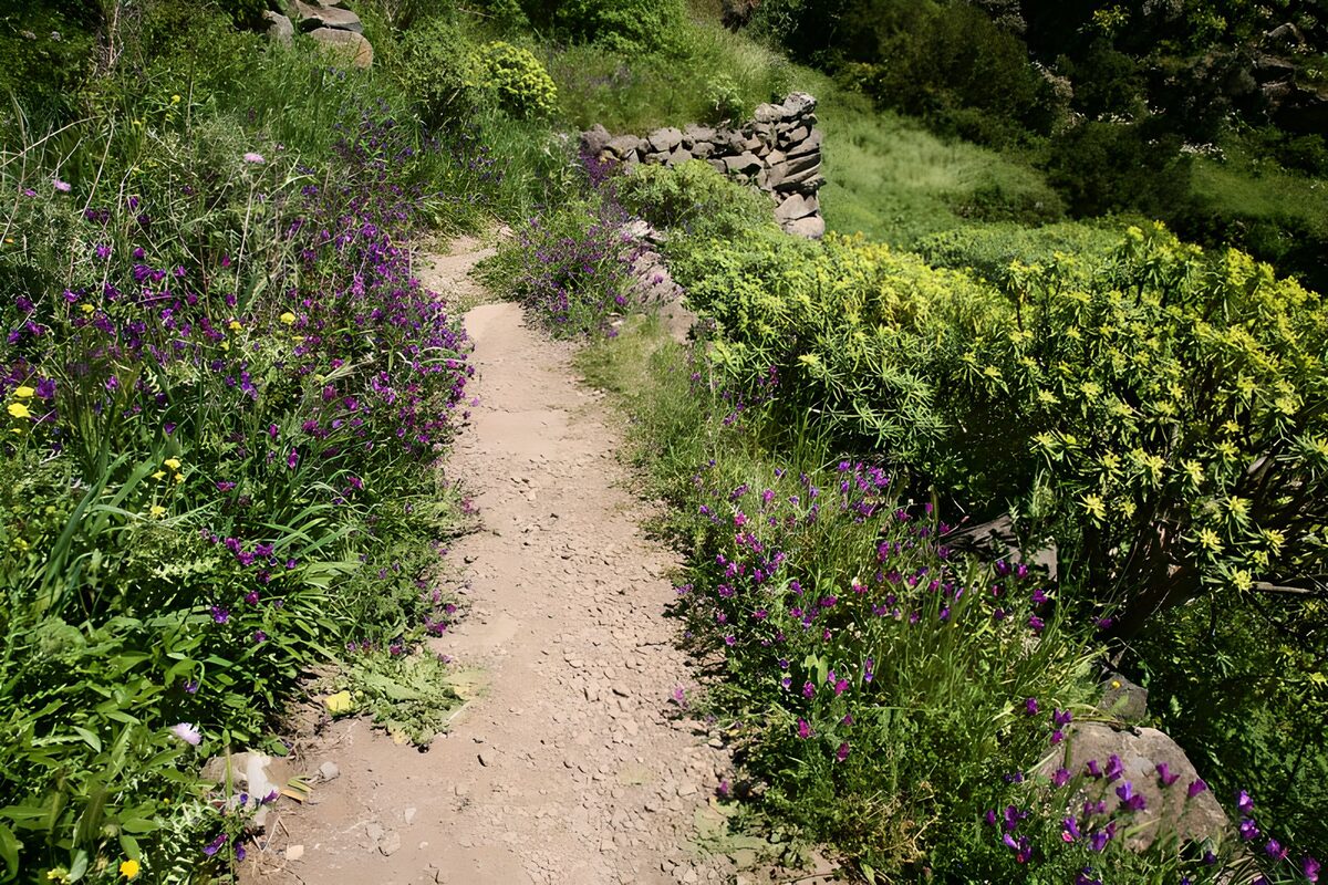 Dusty path through sunlit purple flowers