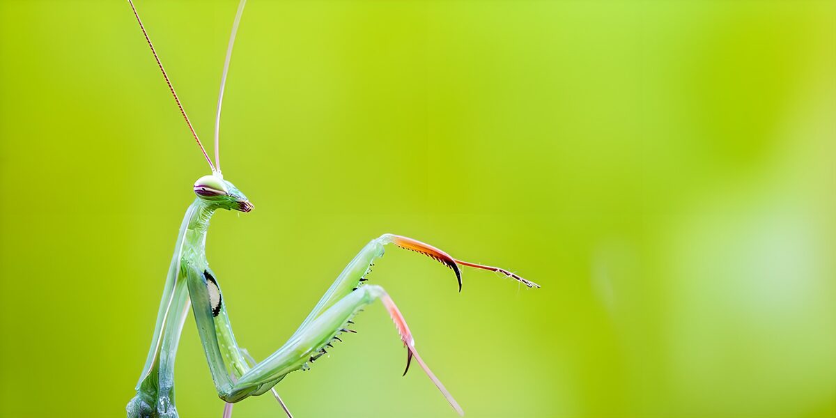 Green praying mantis poised in close-up