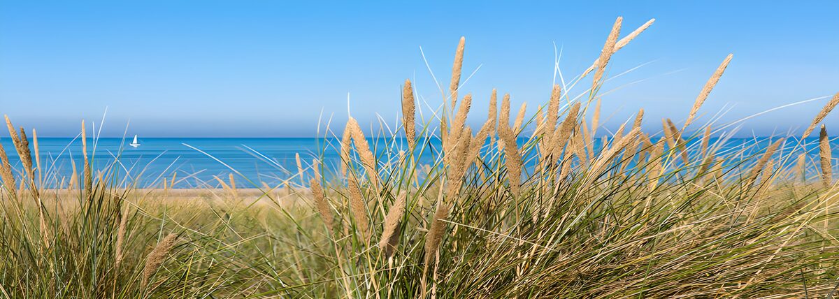 Dune grass and a wide blue sea