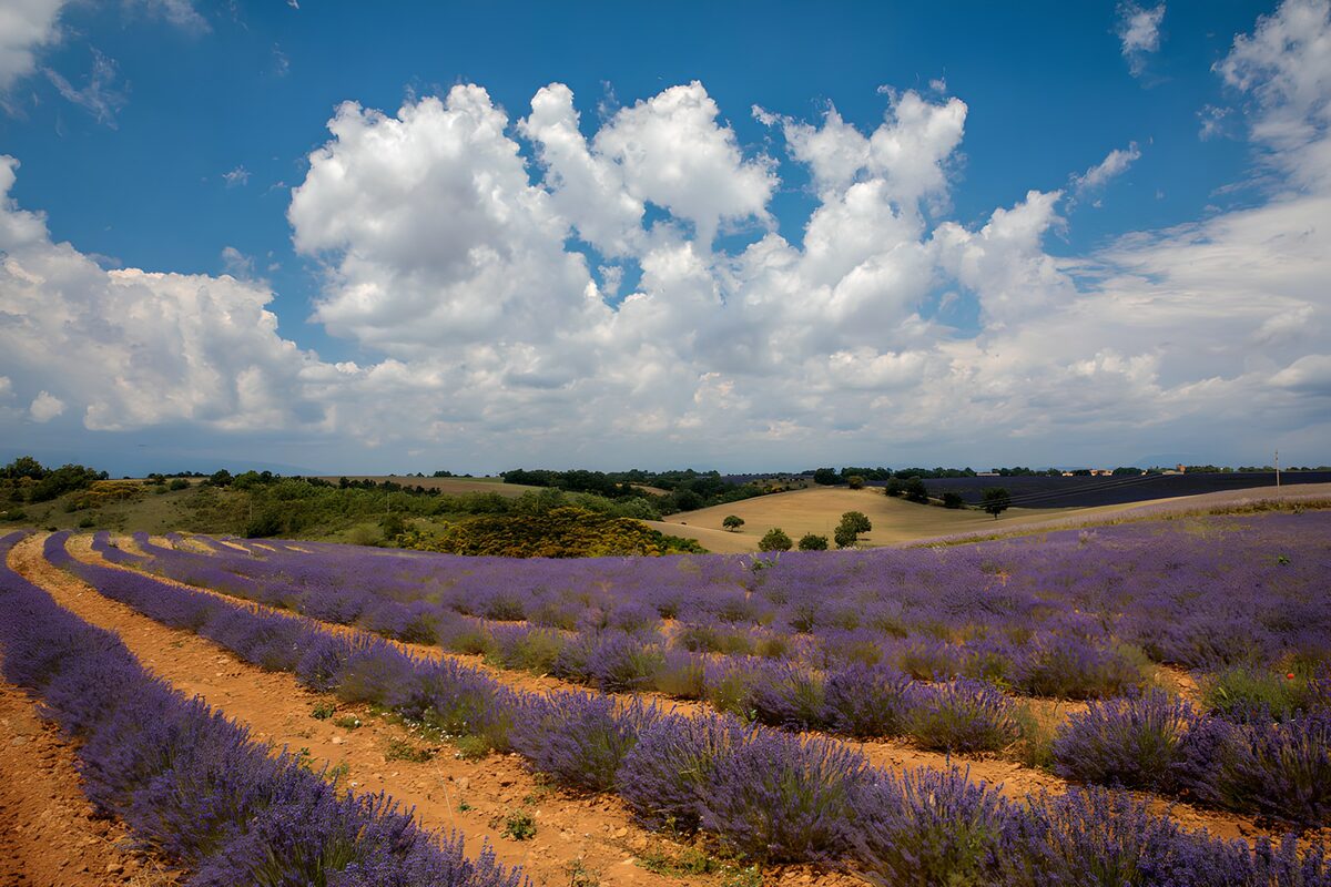 Lavender rows beneath a wide summer sky
