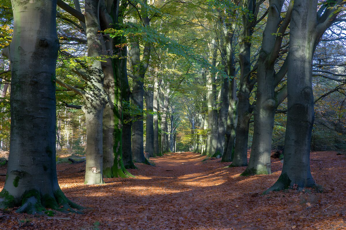 Autumn light on a beech-lined path