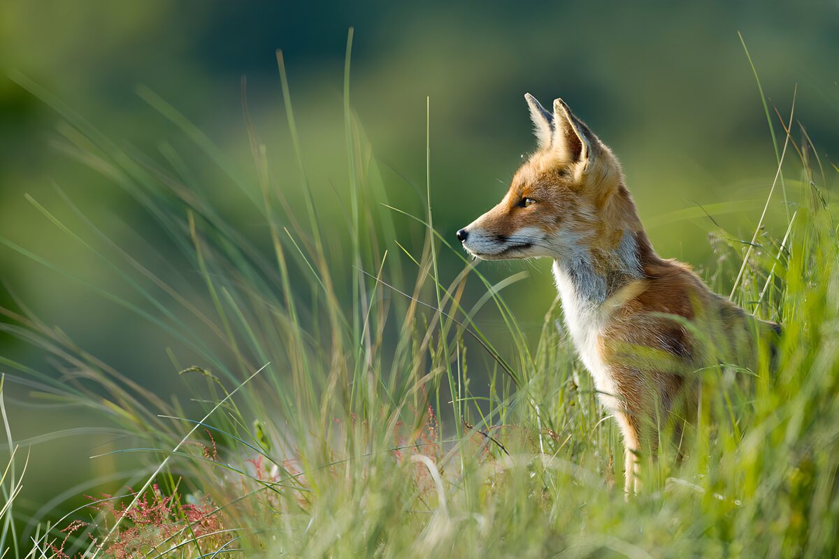 Alert fox in profile among tall grass