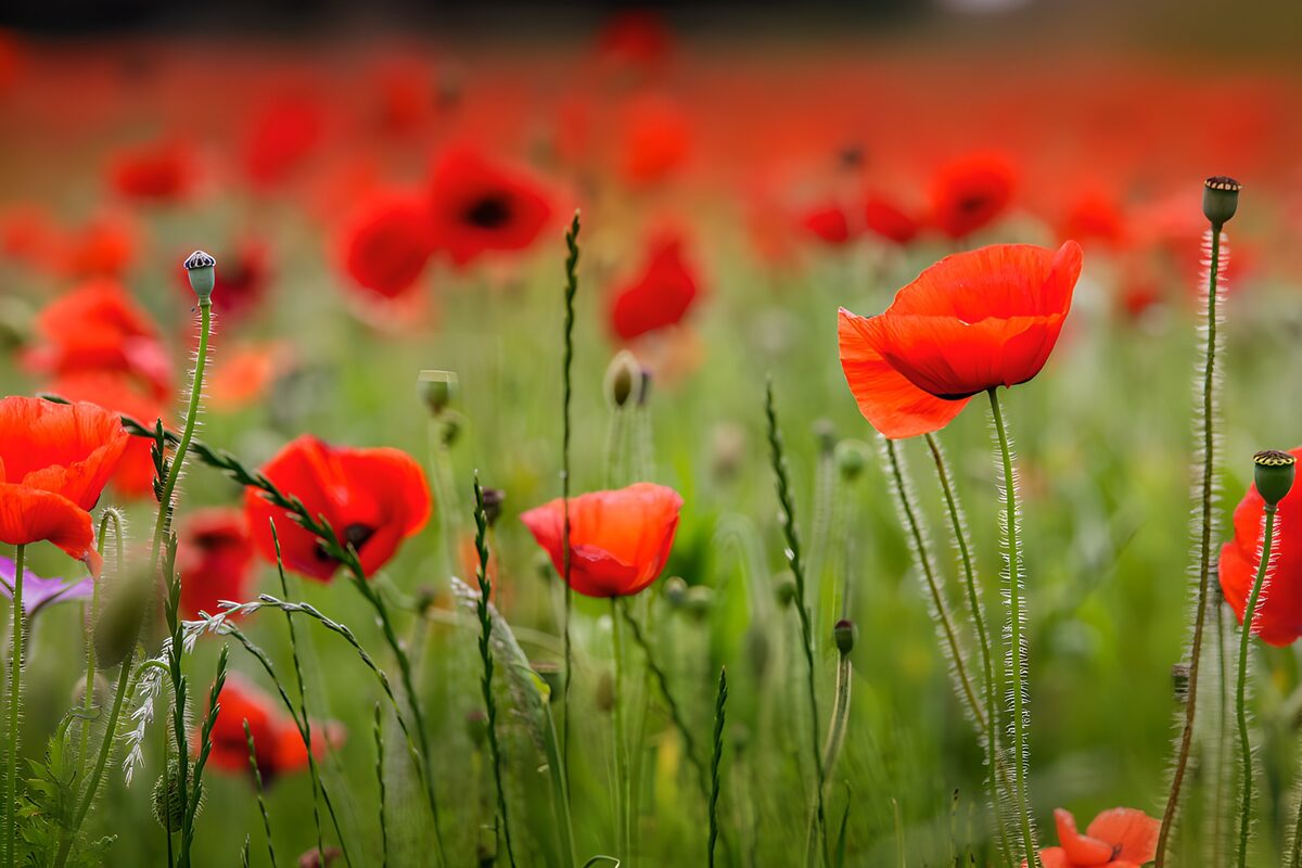 Red poppies in sunlit grass