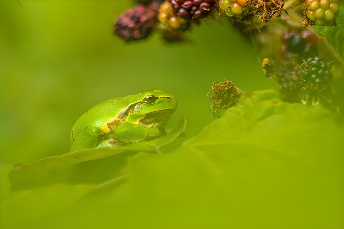 Green tree frog beneath blackberries