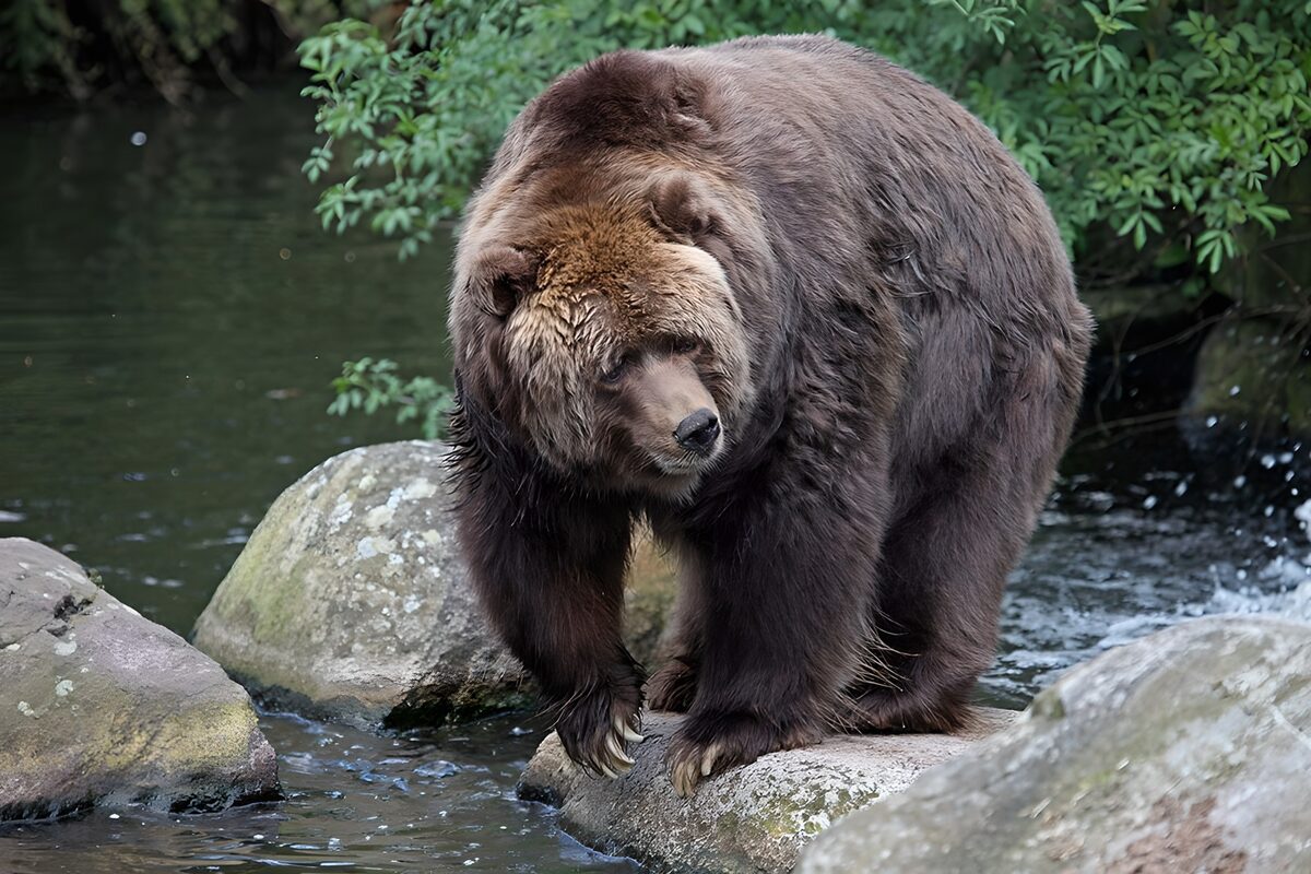 Brown bear in the quiet shallows