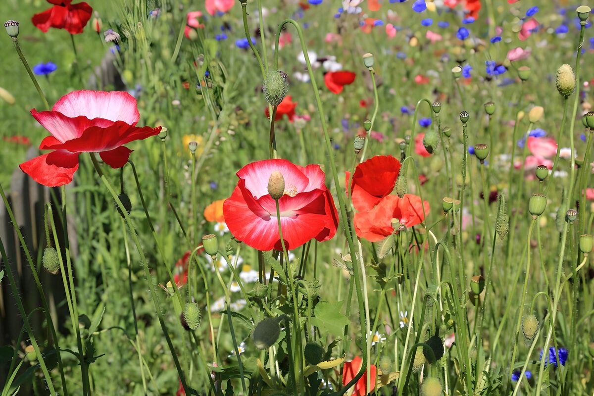 Red and pink poppies in the sunshine