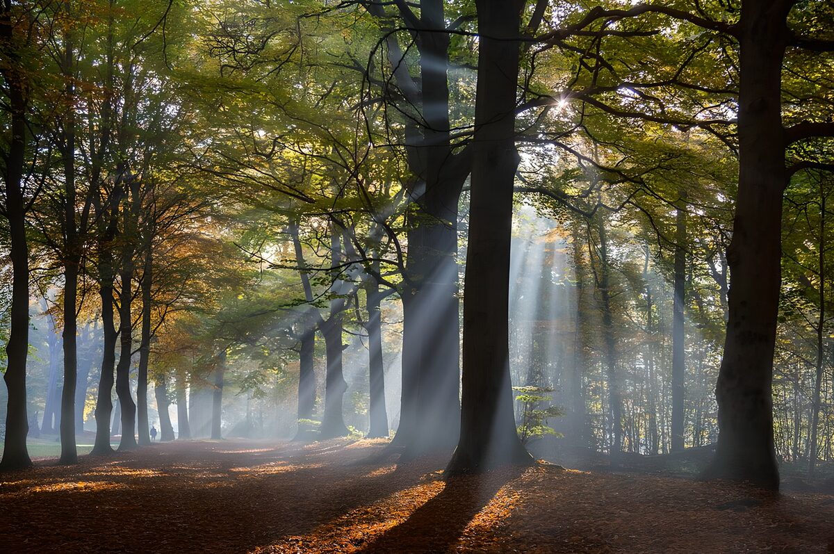 Sunlight threads the autumn trees
