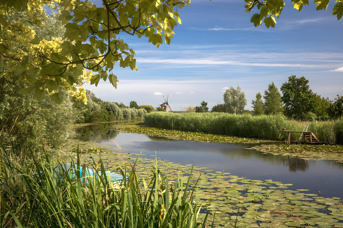 Windmill beyond a lily-covered waterway