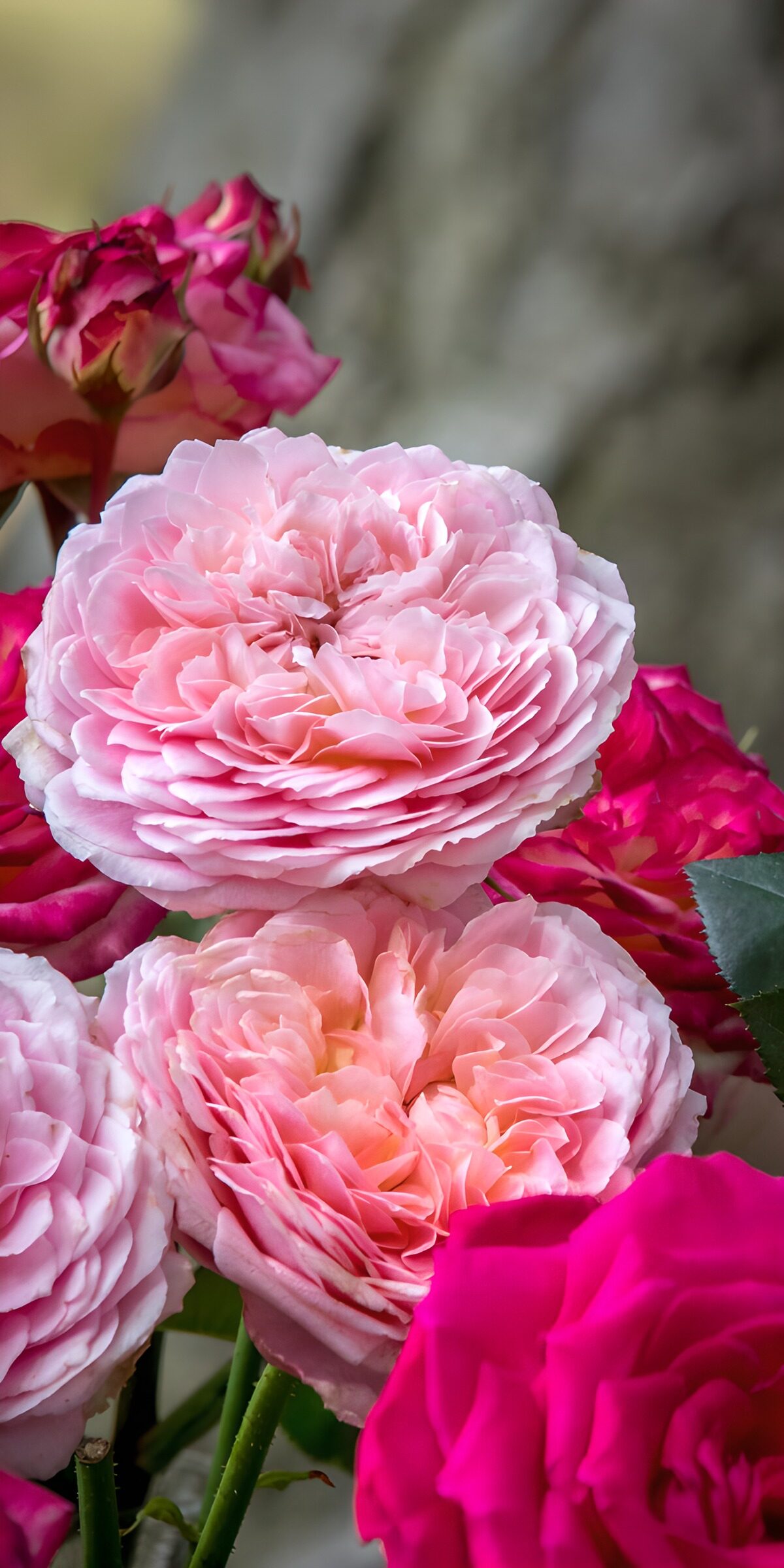 Pale pink and fuchsia roses in soft light