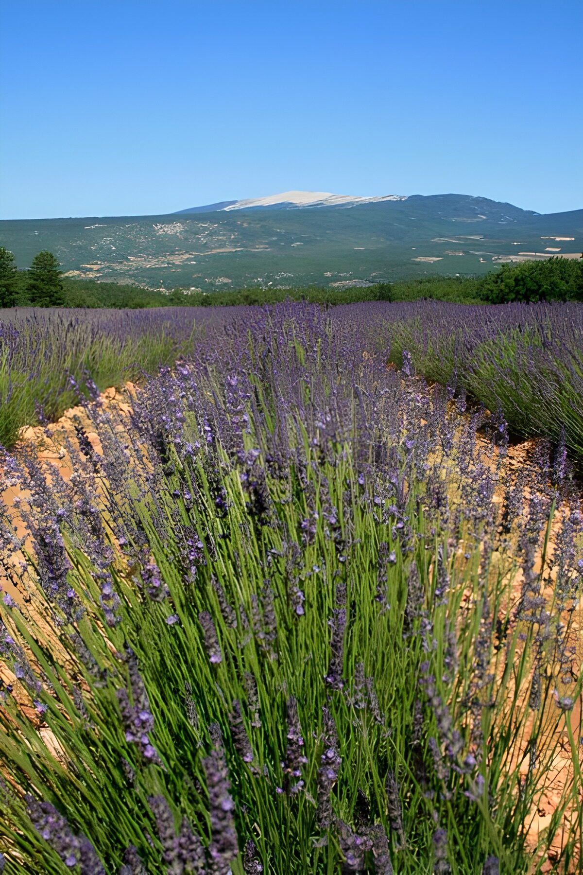 Lavender field beneath a sunlit mountain