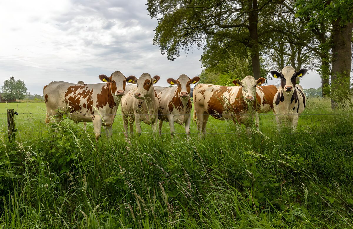 Five cows in a quiet green pasture