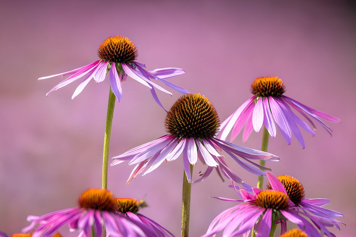 Pink coneflowers in soft sunlight