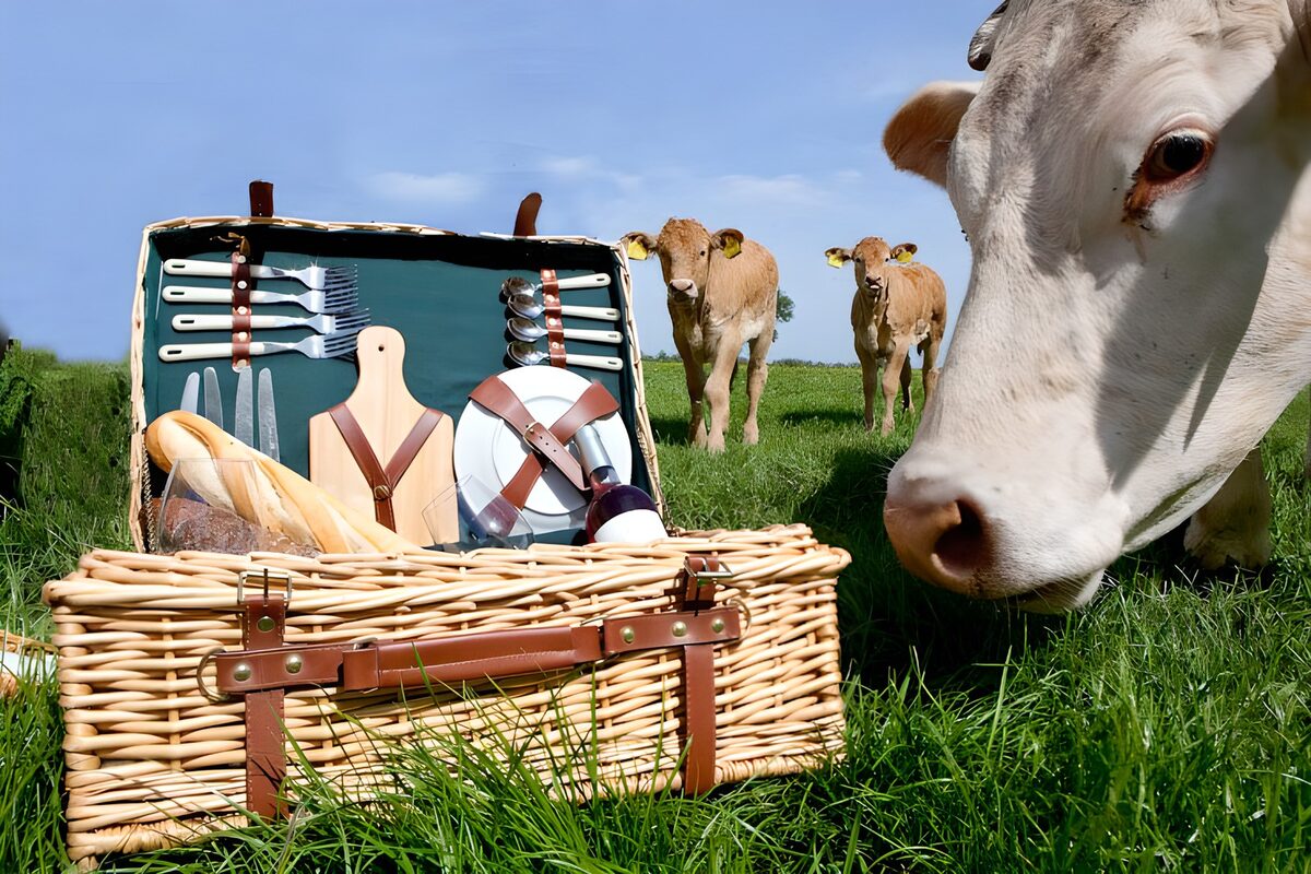 Cows beside a sunlit picnic basket