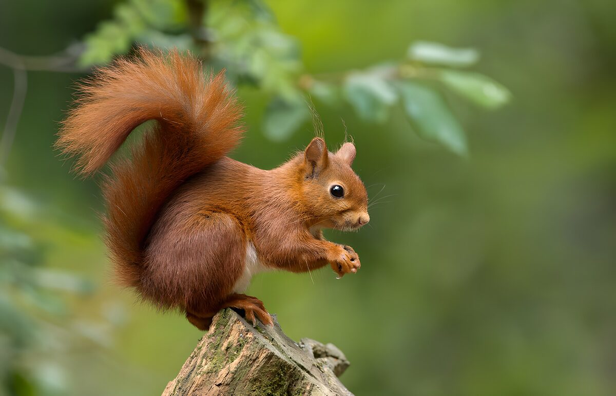 Red squirrel on a weathered stump