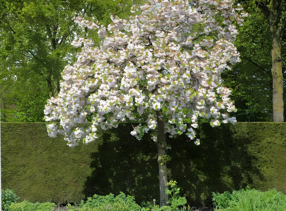 White blossom tree in spring sunshine