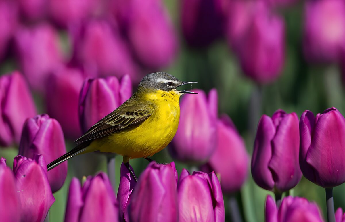 Yellow wagtail in sunlit purple tulips