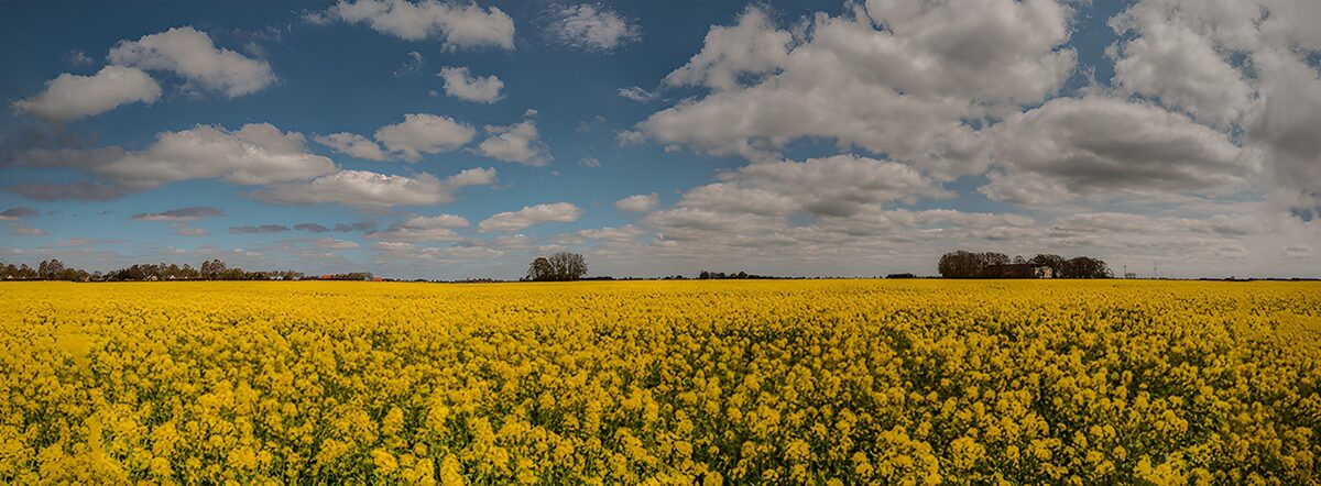 Yellow flower field beneath a cloudy sky