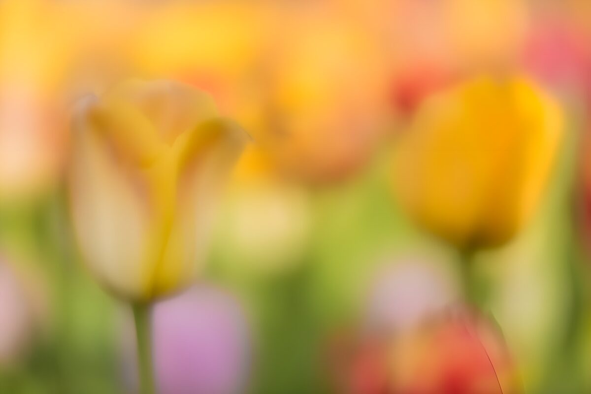 Two yellow tulips in soft focus