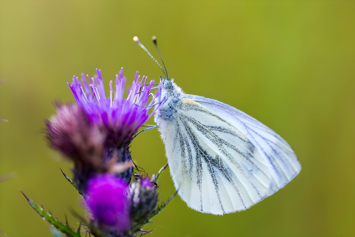 White butterfly resting on a purple thistle