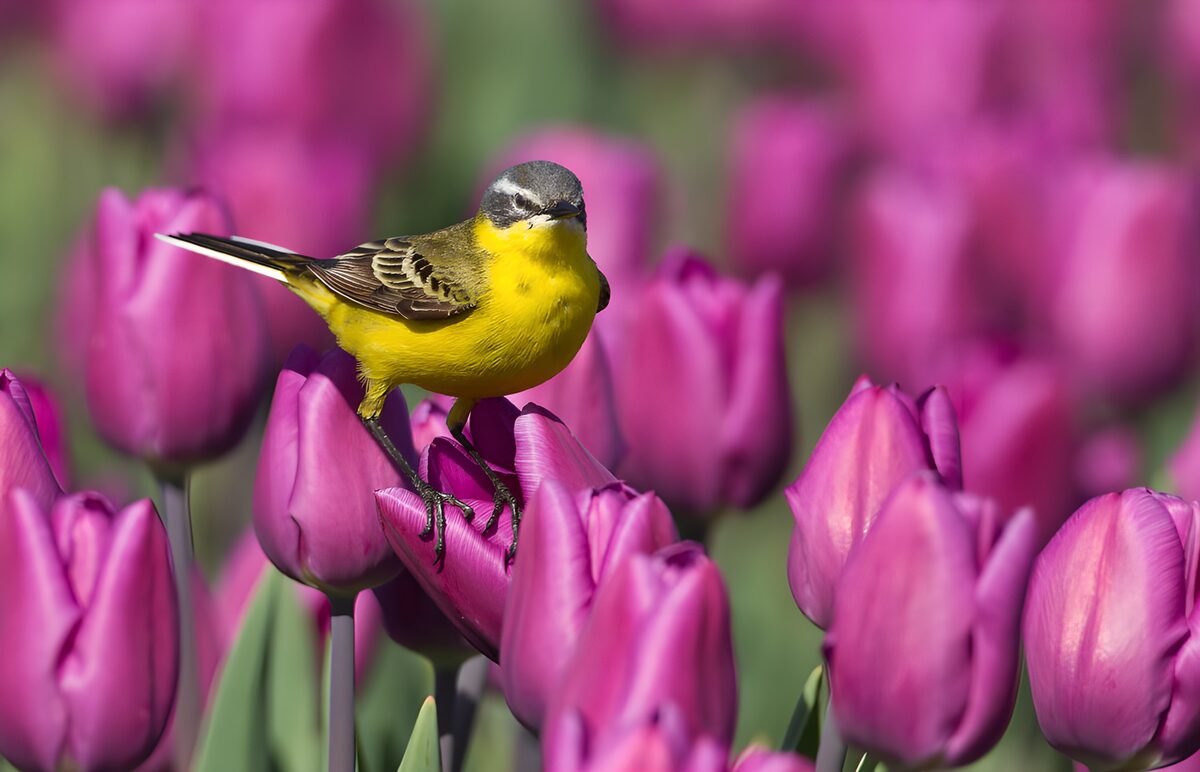 Yellow wagtail on a sunlit purple tulip
