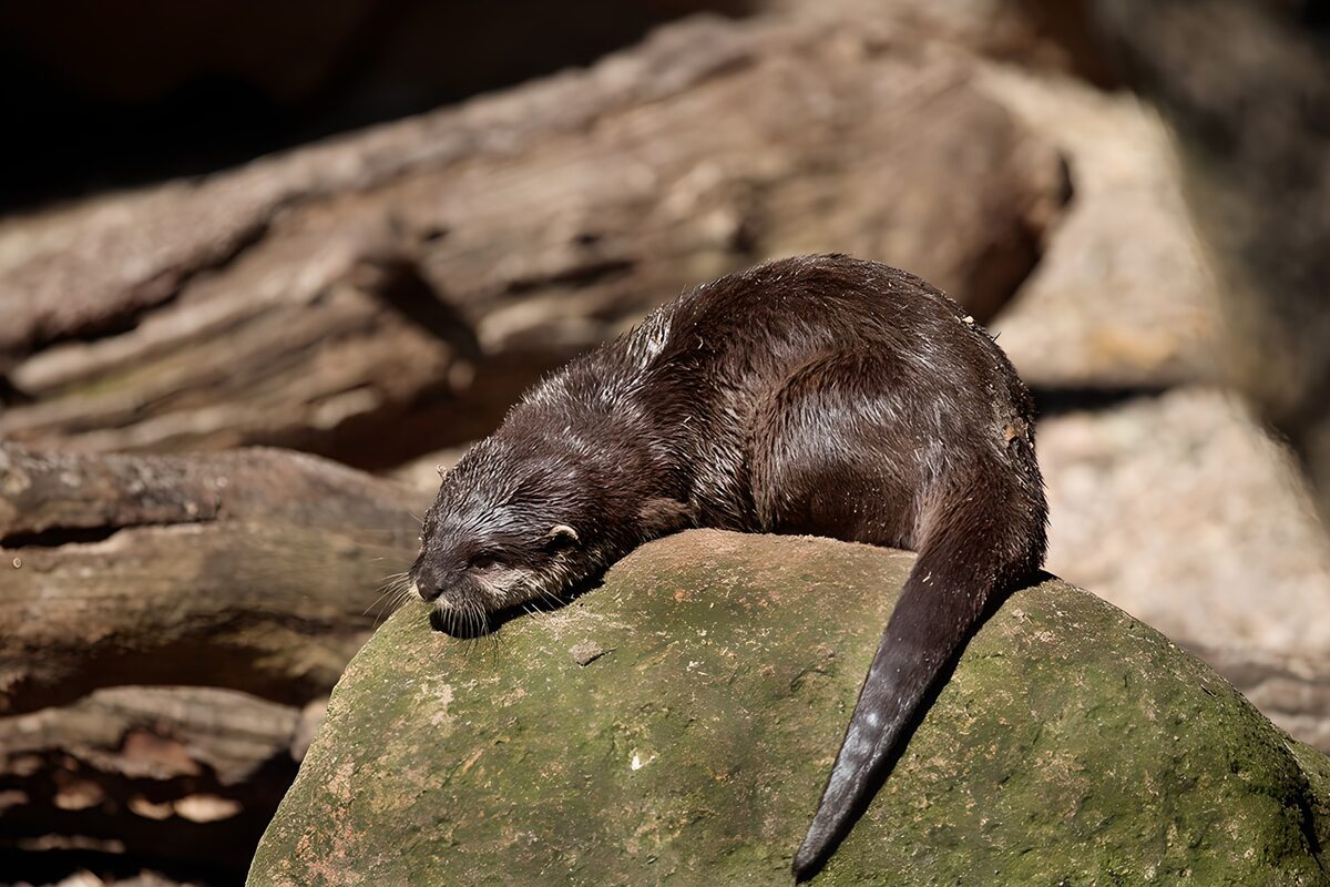 Otter resting on a mossy rock