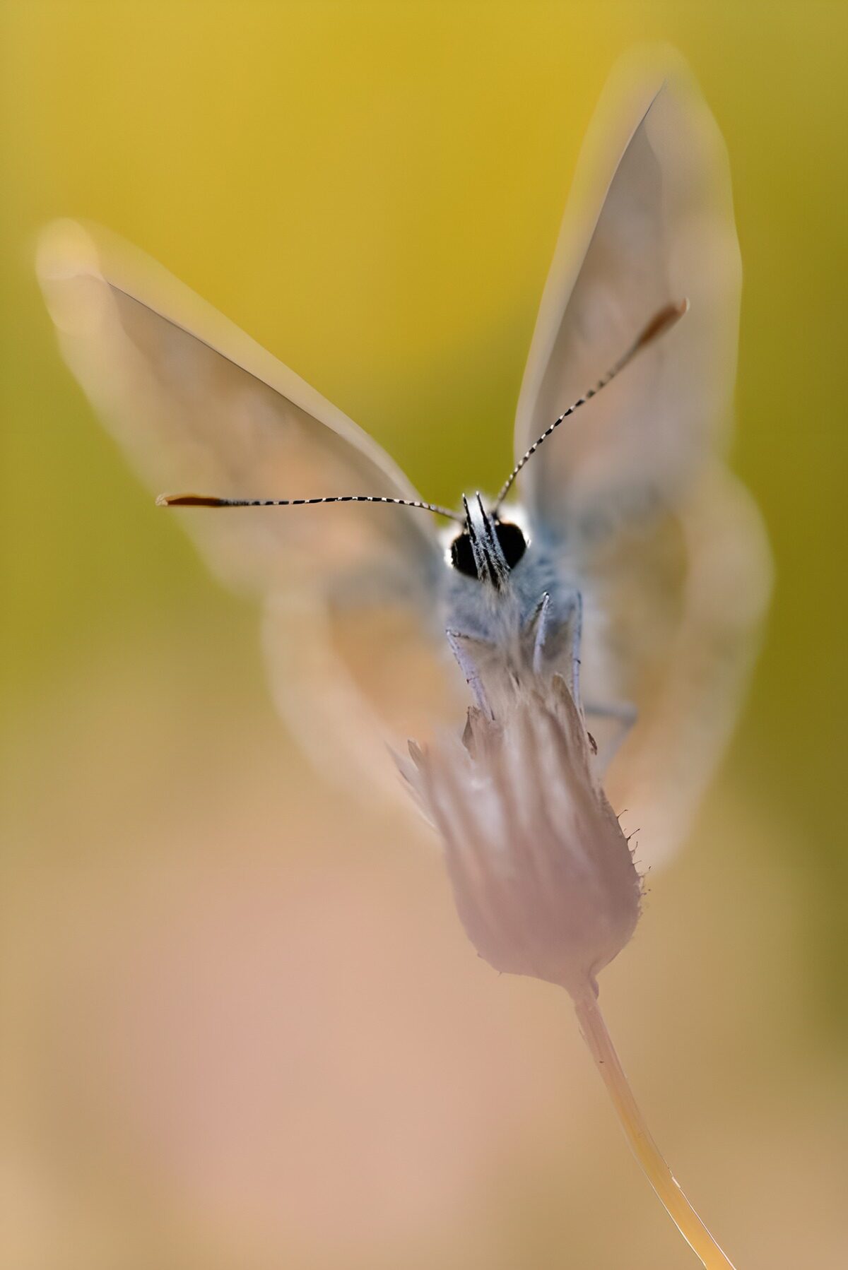Pale butterfly in a soft close-up