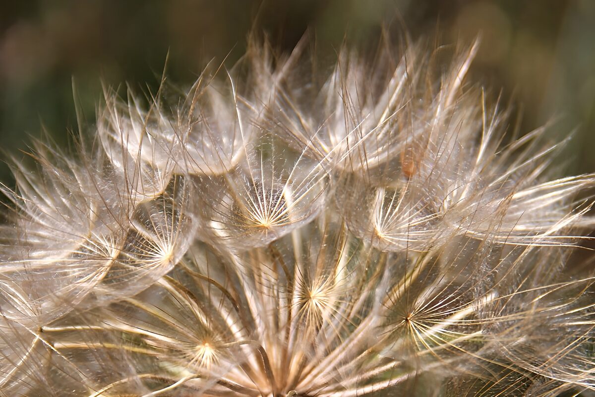 Seed head in soft golden light