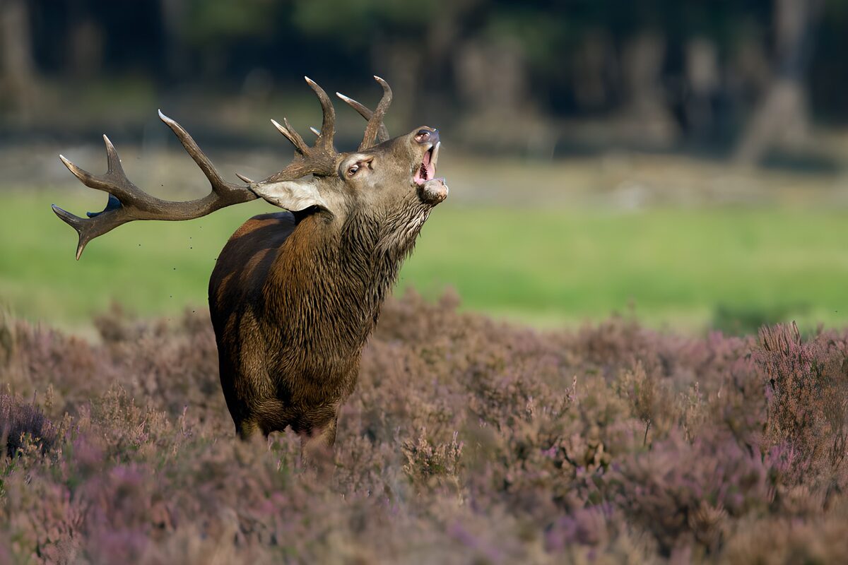 Red deer stag calling in the heather