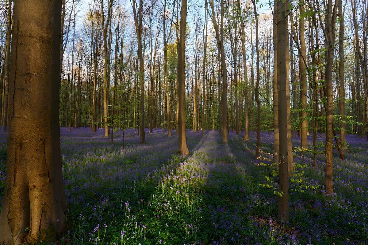 Sunlit woodland carpeted with bluebells