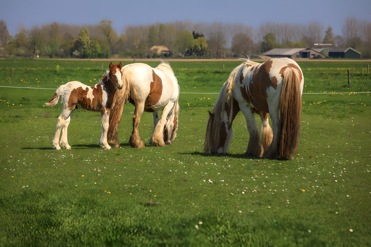 Two grazing horses and a watchful foal