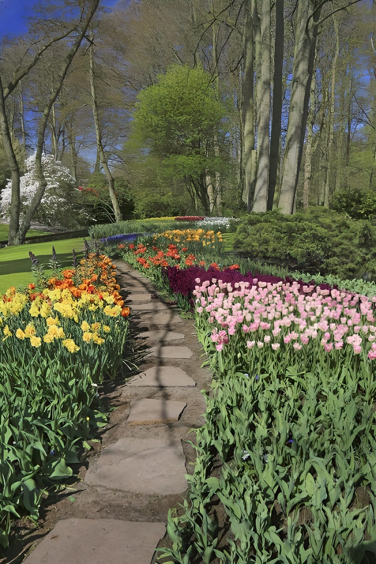 Sunlit stone path through spring tulips