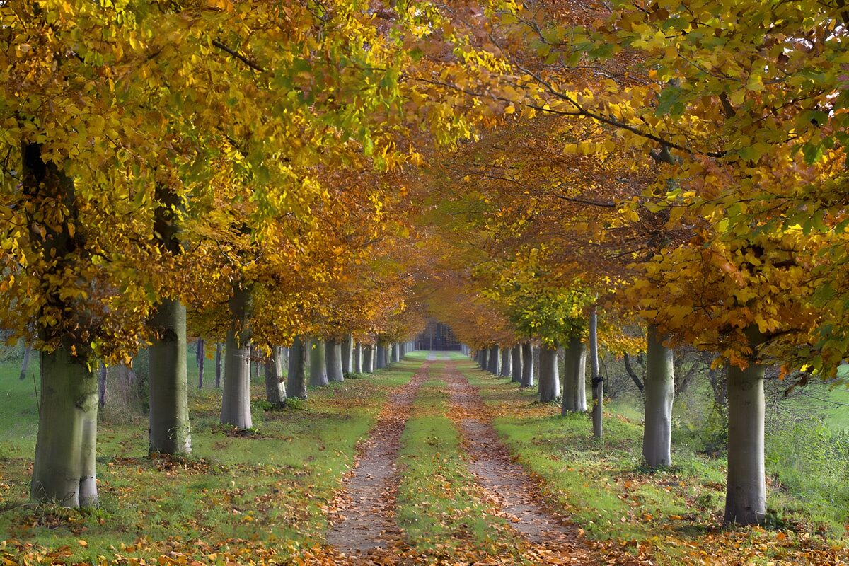 Autumn tree avenue in soft light