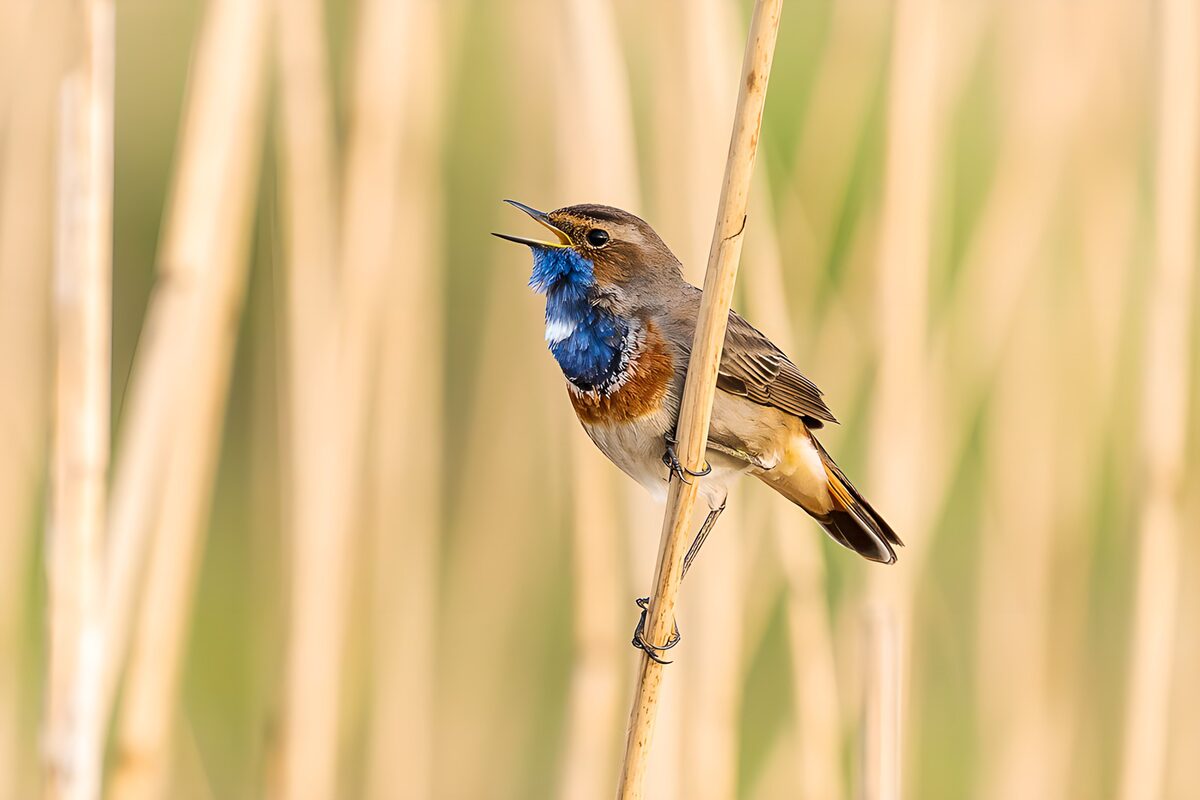 Bluethroat singing on a golden reed