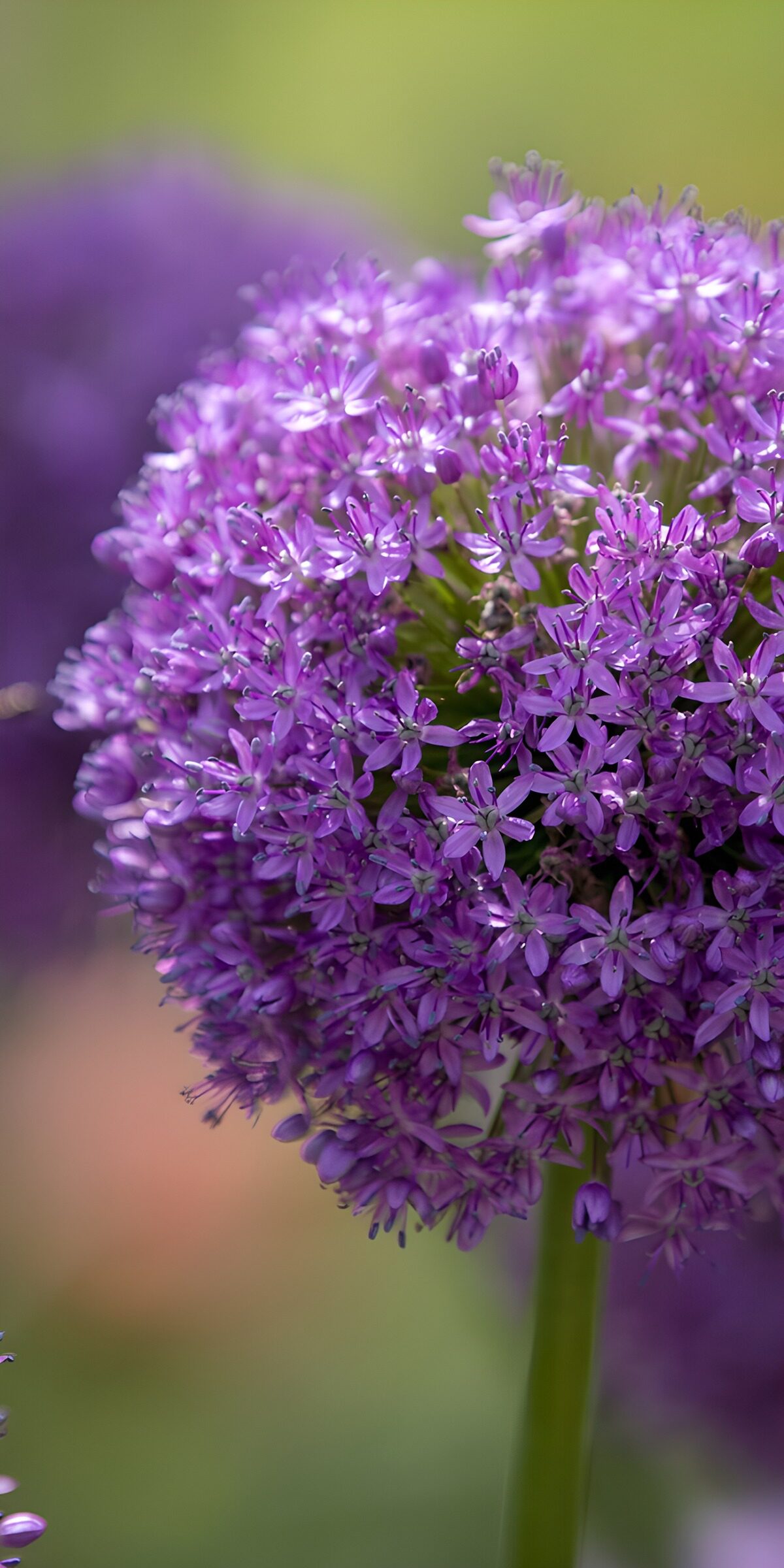 Purple allium in soft daylight