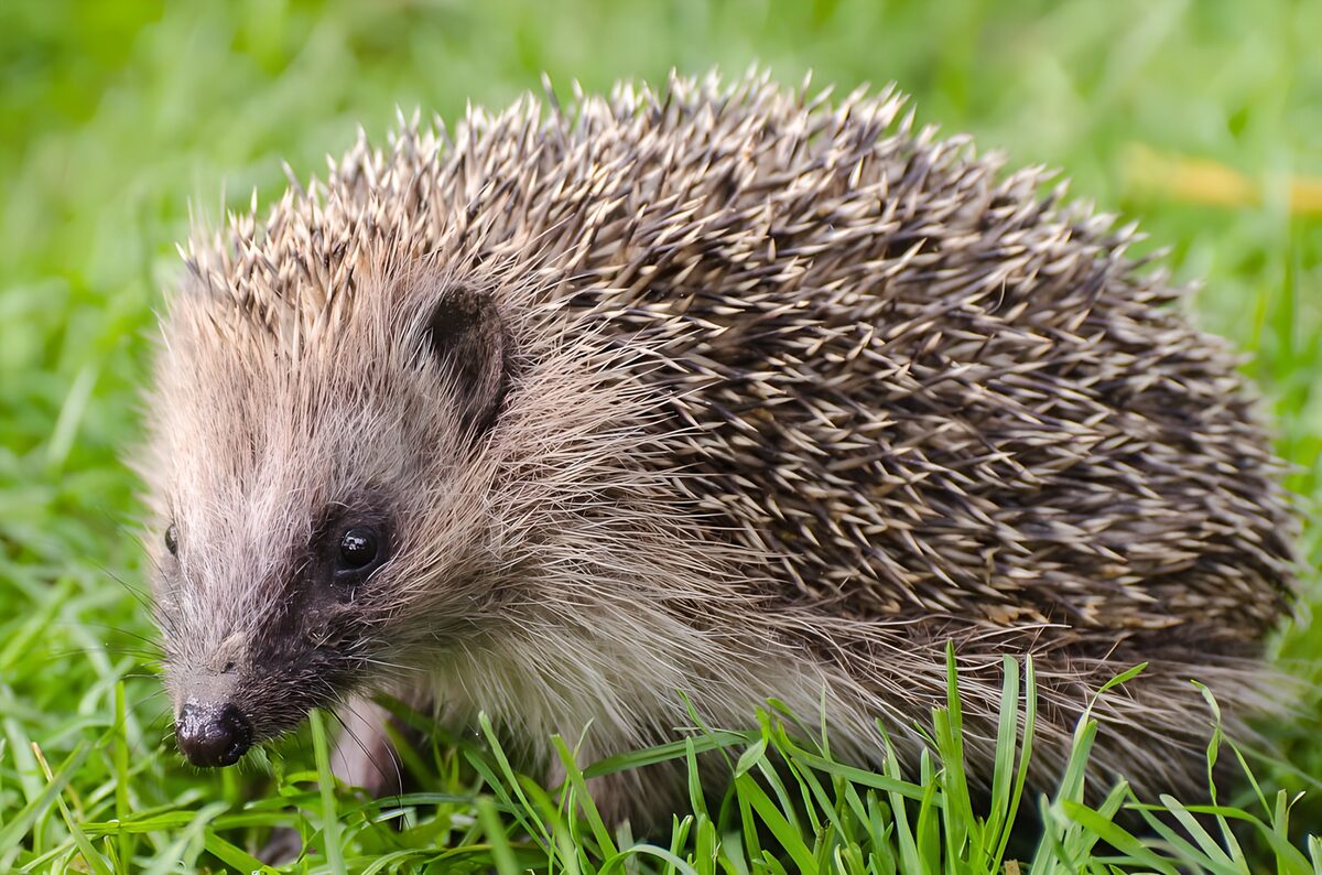 Hedgehog close-up in sunlit grass