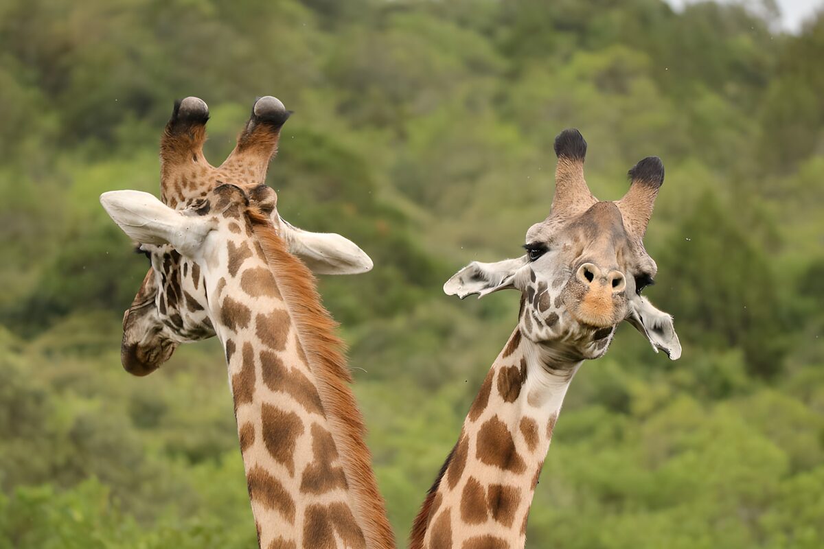 Two giraffes sharing a quiet moment